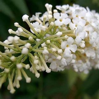 Flor blanca (Buddleja incana) Roste v andské oblasti. Domorodé užití v tradiční jihoamerické etnomedicíně při: 🌱...