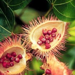 Achiote (Annato) se v tradiční jihoamerické etnomedicíně používá při: 🌱 zánětech prostaty 🌱zánětech pochvy a pohlavního...