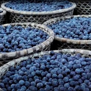 🫐 Açaí (Naidí) obsahuje Antokyany, flavonoidy známé jako antioxidant. V domorodém užití v tradiční jihoamerické...